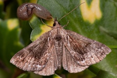 Hypena crassalis