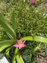 Zephyranthes carinata