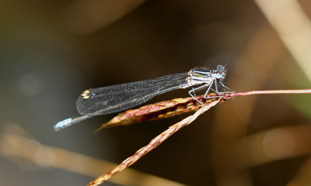 Pale-spotted Bambootail