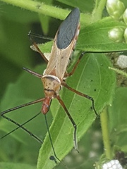 Zelus grassans