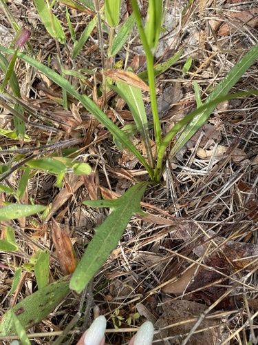 Pyrrhopappus carolinianus image