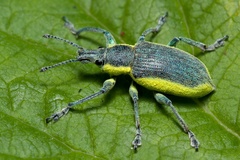 Chlorophanus viridis