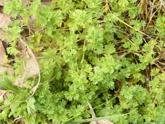 Alchemilla australis