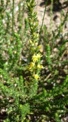 Crotalarieae