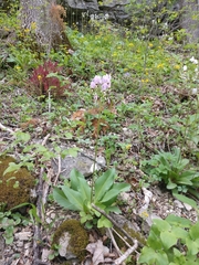 Primula meadia