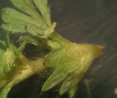 Alchemilla australis