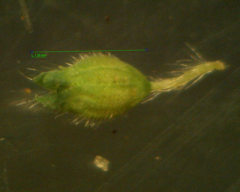 Alchemilla australis