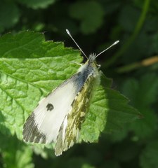 Anthocharis cardamines