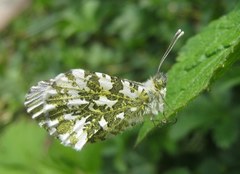 Anthocharis cardamines
