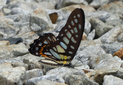 Graphium chironides