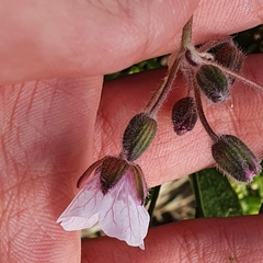 Image of Erodium trifolium