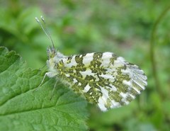 Anthocharis cardamines