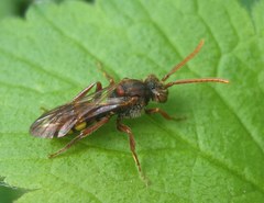 Nomada