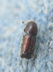 Xylocleptes bispinus