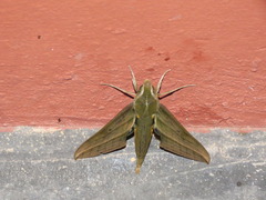 Xylophanes rhodochlora