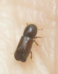 Xylocleptes bispinus