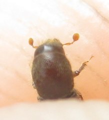 Xylocleptes bispinus