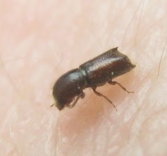 Xylocleptes bispinus