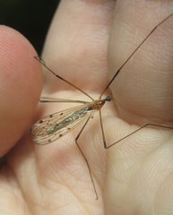 Limonia nigropunctata