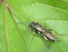 Macrophya alboannulata
