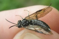 Macrophya alboannulata