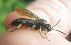 Macrophya alboannulata