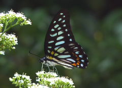 Graphium chironides