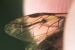 Macrophya alboannulata