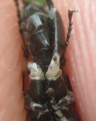 Macrophya alboannulata