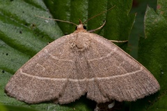 Trisateles emortualis