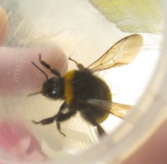 Bombus