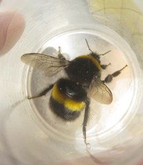 Bombus