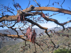 Conzattia multiflora