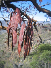 Conzattia multiflora