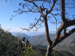 Conzattia multiflora