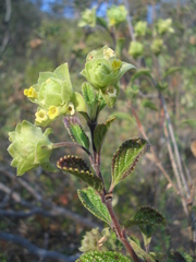 Lippia bracteosa
