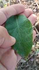 Ehretia latifolia