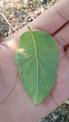 Ehretia latifolia
