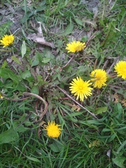 Taraxacum