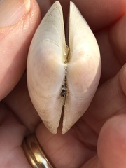 Semele proficua