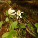 Odd Leaved Orchid - Photo (c) Leon Perrie, some rights reserved (CC BY-NC-SA), uploaded by Leon Perrie