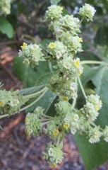 Lippia umbellata