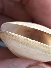 Semele proficua