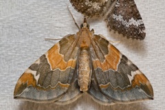 Eulithis pyropata