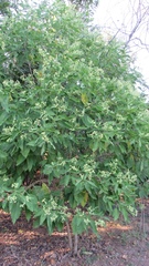 Lippia umbellata