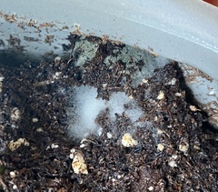 Sclerotinia sclerotiorum