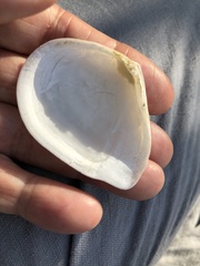 Austromacoma constricta
