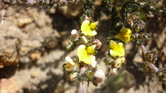 Aspalathus cymbiformis