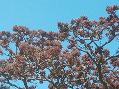 Lonchocarpus phlebophyllus