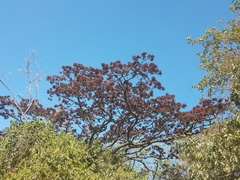 Lonchocarpus phlebophyllus